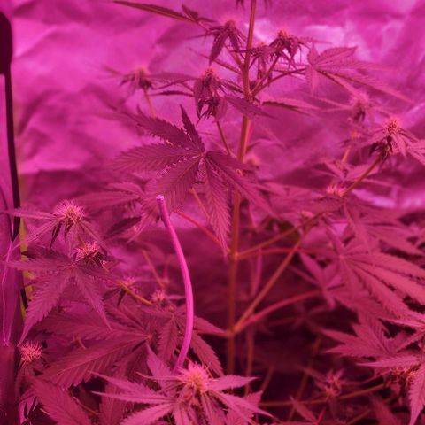 Lemon Haze Auto growlog timeline photo