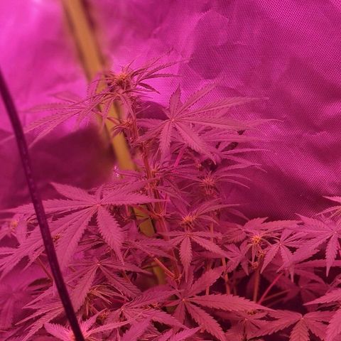 Lemon Haze Auto growlog timeline photo