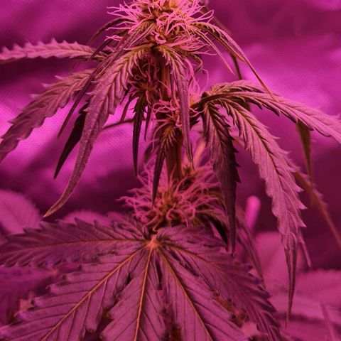 Lemon Haze Auto growlog timeline photo