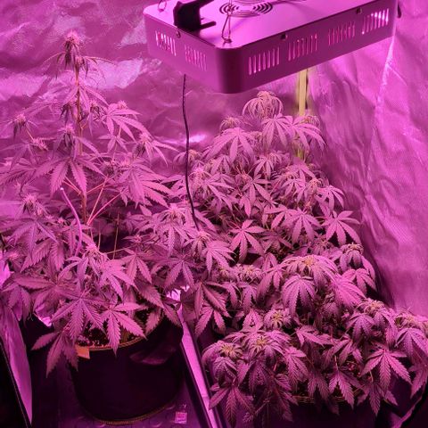 Lemon Haze Auto growlog timeline photo