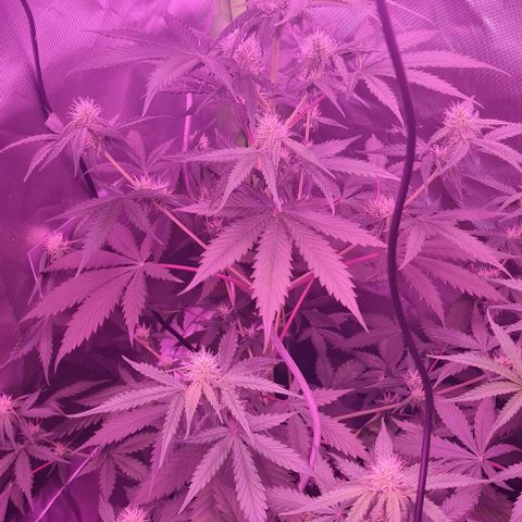 Lemon Haze Auto growlog timeline photo