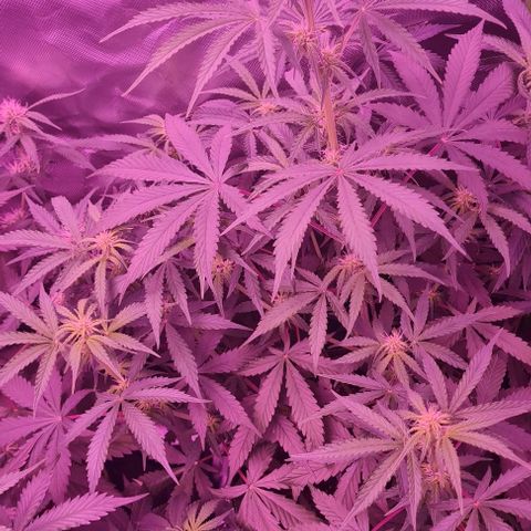 Lemon Haze Auto growlog timeline photo