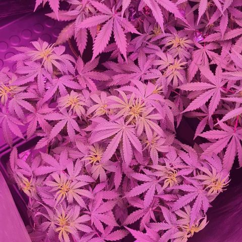 Lemon Haze Auto growlog timeline photo