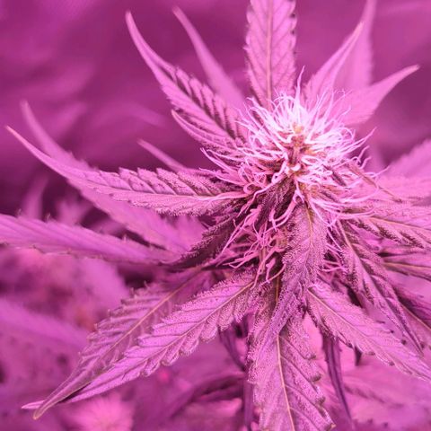 Lemon Haze Auto growlog timeline photo