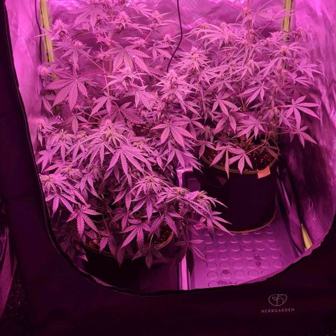 Lemon Haze Auto growlog timeline photo
