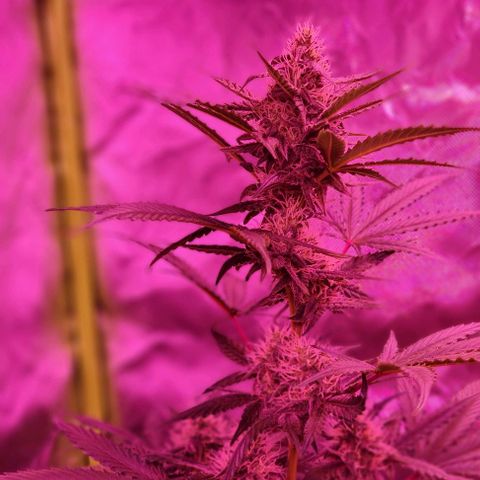 Lemon Haze Auto growlog timeline photo
