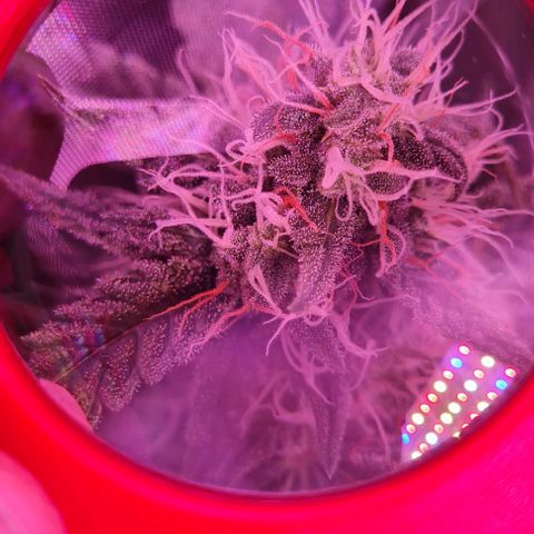 Lemon Haze Auto growlog timeline photo