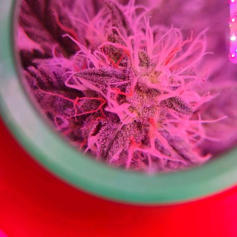 Lemon Haze Auto growlog timeline photo