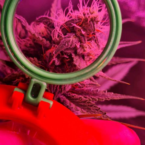 Lemon Haze Auto growlog timeline photo