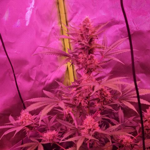 Lemon Haze Auto growlog timeline photo