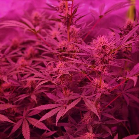 Gorilla Glue Auto growlog timeline photo