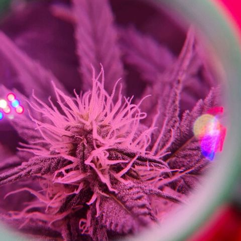 Gorilla Glue Auto growlog timeline photo