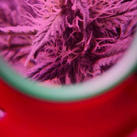 Gorilla Glue Auto growlog timeline photo