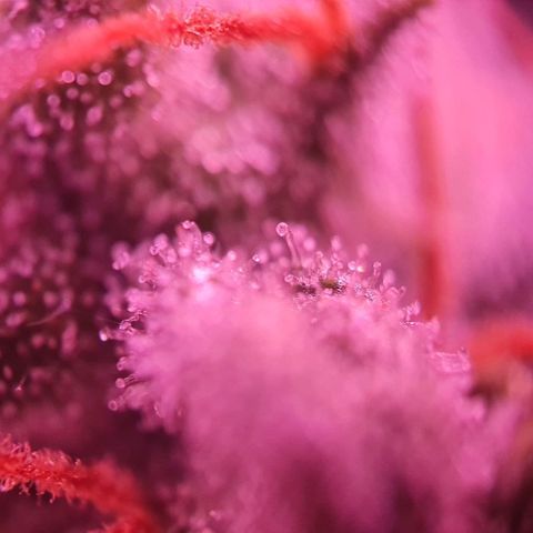 Lemon Haze Auto growlog timeline photo