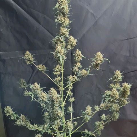 Lemon Haze Auto growlog timeline photo