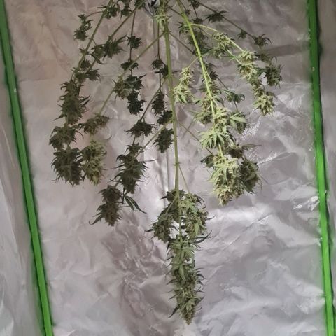 Lemon Haze Auto growlog timeline photo