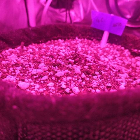 002 Crackuda 1 growlog timeline photo