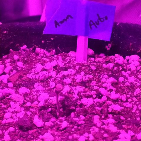 001 Lesada 1 growlog timeline photo