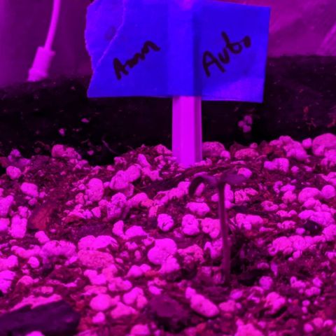 001 Lesada 1 growlog timeline photo