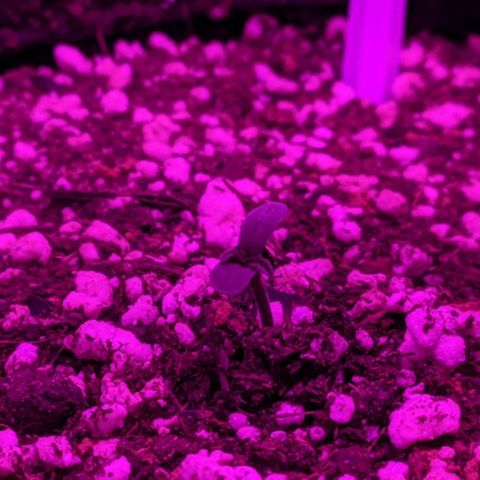 002 Crackuda 1 growlog timeline photo