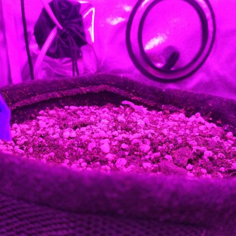 002 Crackuda 1 growlog timeline photo