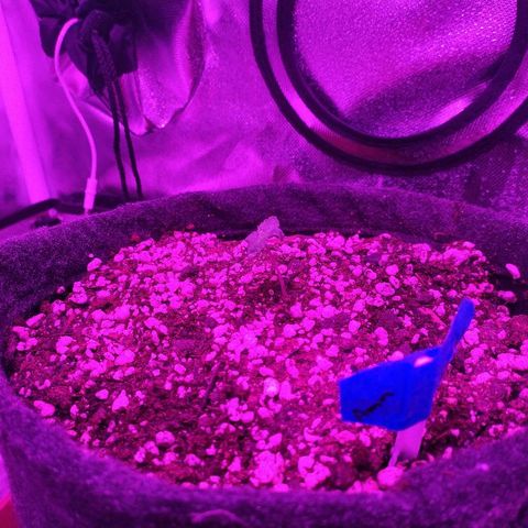 001 Lesada 1 growlog timeline photo