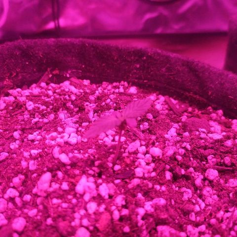 002 Crackuda 1 growlog timeline photo