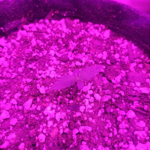 002 Crackuda 1 growlog timeline photo