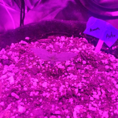 001 Lesada 1 growlog timeline photo