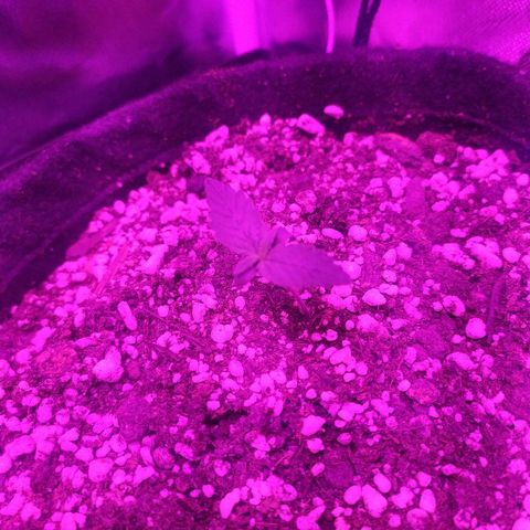 001 Lesada 1 growlog timeline photo