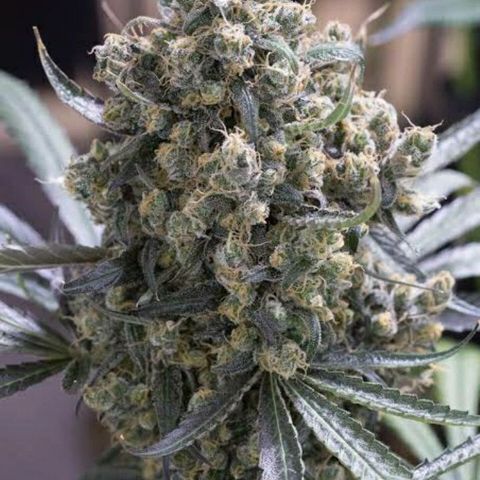002 Crackuda 1 growlog timeline photo
