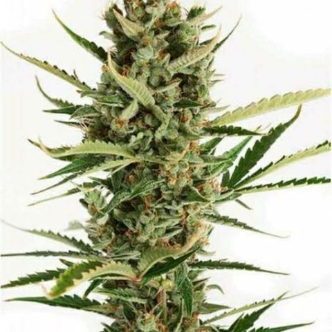 001 Lesada 1 growlog timeline photo