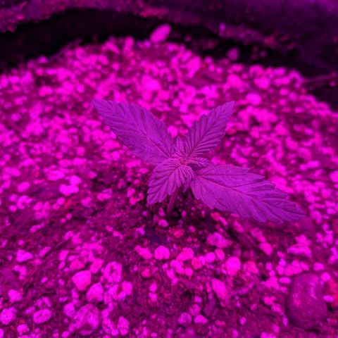 002 Crackuda 1 growlog timeline photo