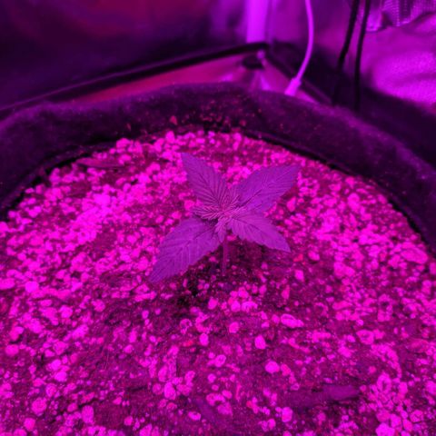 001 Lesada 1 growlog timeline photo
