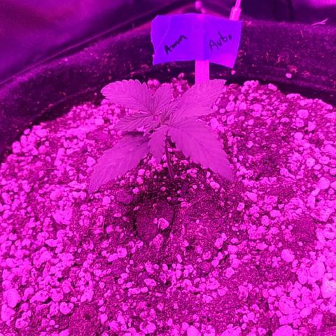 001 Lesada 1 growlog timeline photo