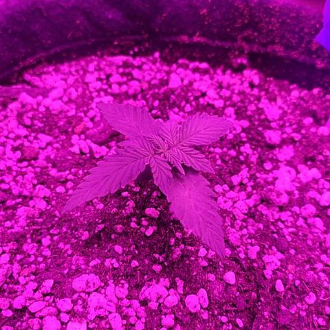 002 Crackuda 1 growlog timeline photo