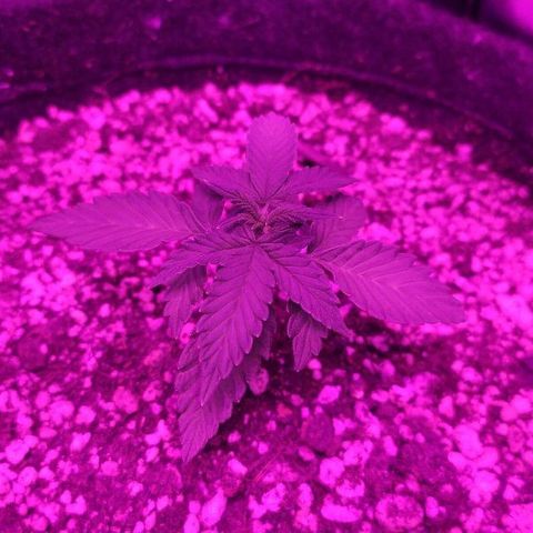 002 Crackuda 1 growlog timeline photo