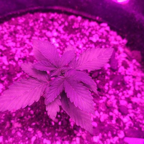 001 Lesada 1 growlog timeline photo