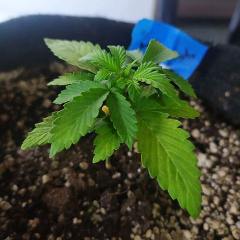 001 Lesada 1 growlog timeline photo