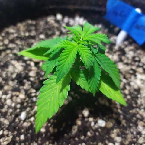 002 Crackuda 1 growlog timeline photo