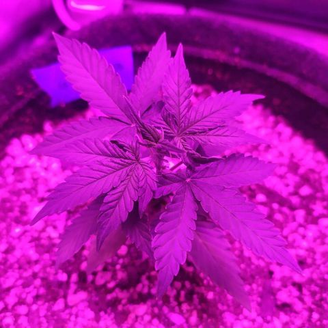 002 Crackuda 1 growlog timeline photo