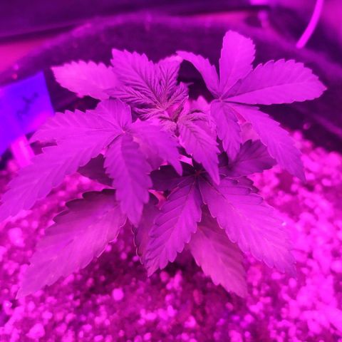 001 Lesada 1 growlog timeline photo