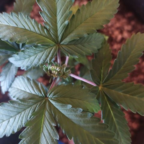 001 Lesada 1 growlog photo: Aparentemente o topping que fiz tá se mostrando poda FIM