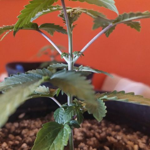 001 Lesada 1 growlog photo: Aparentemente o topping que fiz tá se mostrando poda FIM