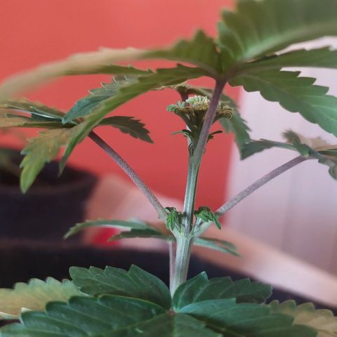 001 Lesada 1 growlog photo: Aparentemente o topping que fiz tá se mostrando poda FIM