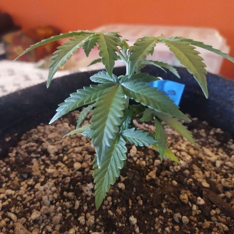 002 Crackuda 1 growlog timeline photo