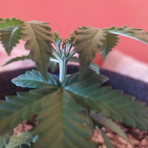 002 Crackuda 1 growlog timeline photo