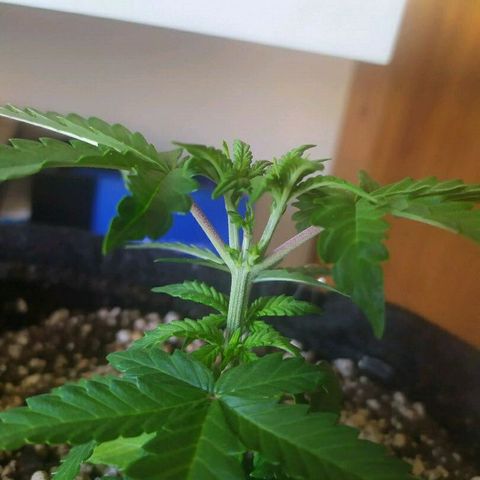 002 Crackuda 1 growlog timeline photo