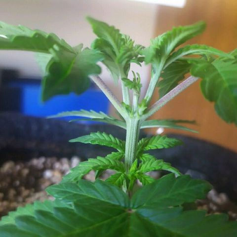002 Crackuda 1 growlog timeline photo