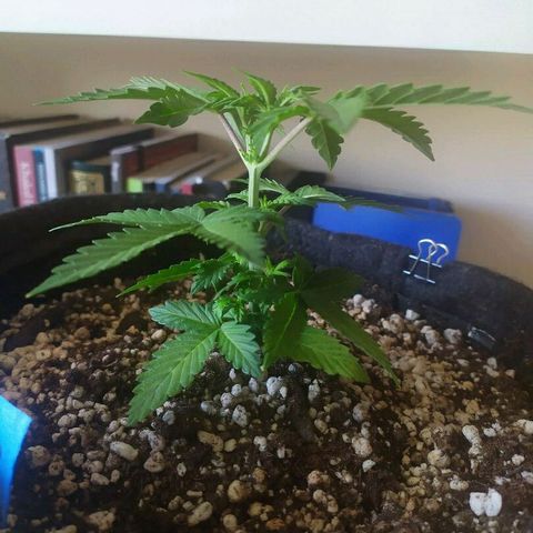 002 Crackuda 1 growlog timeline photo